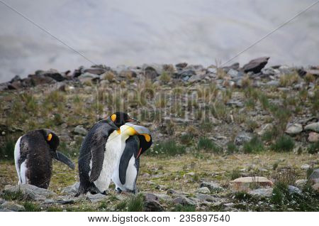Fortuna Bay, South Georgia, Is Home To One Of The Largest King Penguin Rookeries On The Island. Here