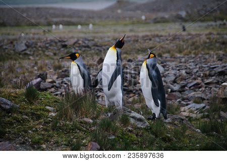 Fortuna Bay, South Georgia, Is Home To One Of The Largest King Penguin Rookeries On The Island. Here