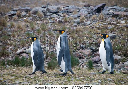 Fortuna Bay, South Georgia, Is Home To One Of The Largest King Penguin Rookeries On The Island. Here