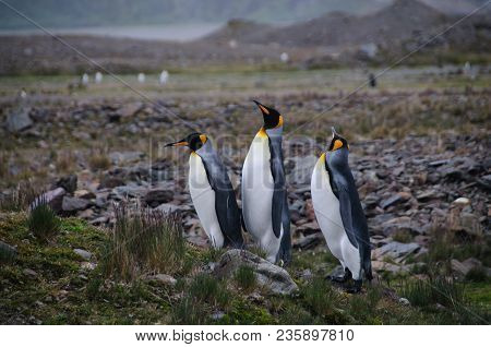 Fortuna Bay, South Georgia, Is Home To One Of The Largest King Penguin Rookeries On The Island. Here