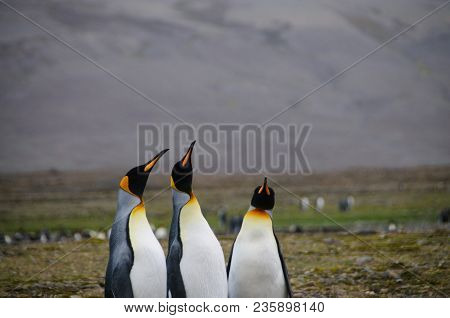 Fortuna Bay, South Georgia, Is Home To One Of The Largest King Penguin Rookeries On The Island. Here
