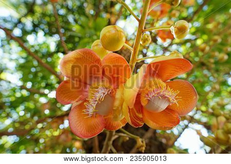 Shorea Robusta Flowers Or Sala Flora On Tree. Cannonball Tree, Beautiful Flowers Blooming On Natural