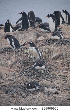 Nesting Gentoo Penguins Struggling For Survival At Cuverville Island, Off The Coast Of The Antarctic