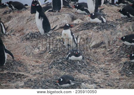 Nesting Gentoo Penguins Struggling For Survival At Cuverville Island, Off The Coast Of The Antarctic