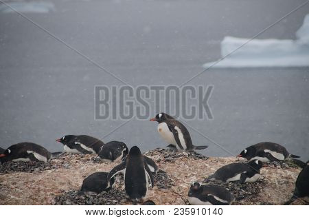 Nesting Gentoo Penguins Struggling For Survival At Cuverville Island, Off The Coast Of The Antarctic