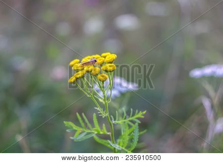 Medicinal Flowering Plant Tansy Or Tanacetum Vulgare.