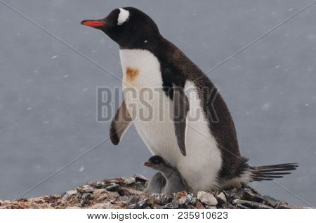 Nesting Gentoo Penguins Struggling For Survival At Cuverville Island, Off The Coast Of The Antarctic