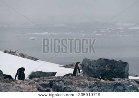Nesting Gentoo Penguins Struggling For Survival At Cuverville Island, Off The Coast Of The Antarctic
