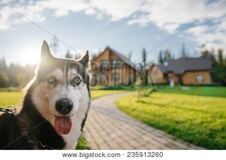 Muzzle Of The Dog Husky Breeds Into The Camera With A Surprised Look At The Background Of The Dacha 