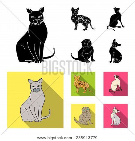 Siamese And Other Species. Cat Breeds Set Collection Icons In Black, Flat Style Vector Symbol Stock 