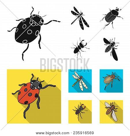 Arthropods Insect Ladybird, Dragonfly, Beetle, Colorado Beetle Insects Set Collection Icons In Black