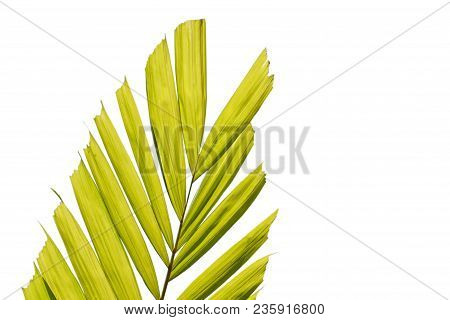 Close Up Of Galangal Leaf On White Background