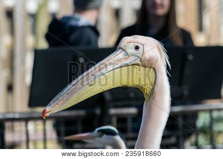 Great White Or Eastern White Pelican, Rosy Pelican Or White Pelican Is A Bird In The Pelican Family.