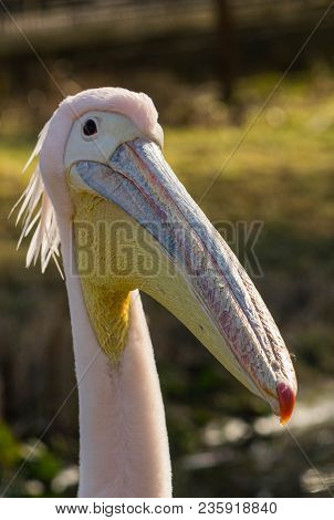Great White Or Eastern White Pelican, Rosy Pelican Or White Pelican Is A Bird In The Pelican Family.