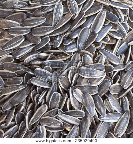 Salty Organic Sunflower Seeds From Malatya Turkey