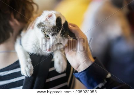 Sweet Tender Homeless Cat On The Hands Of Volunteer, Waiting For Home, For Someone To Adopt Him. Han