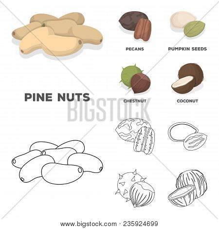 Pecan, Pine Nut, Pumpkin Seeds, Chestnut.different Kinds Of Nuts Set Collection Icons In Cartoon, Ou