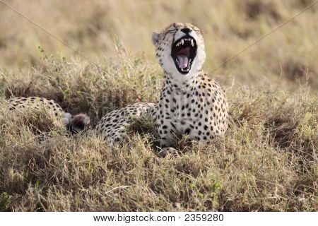 Cheetah
