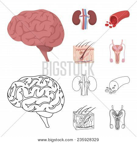 Brain, Kidney, Blood Vessel, Skin. Organs Set Collection Icons In Cartoon, Outline Style Vector Symb