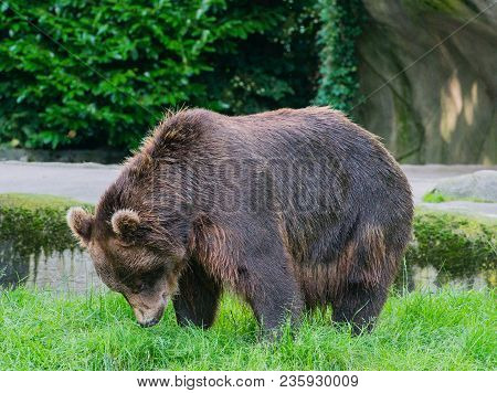 European Brown Bear In The Outdoors And Close-up