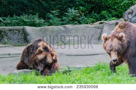 European Brown Bear In The Outdoors And Close-up