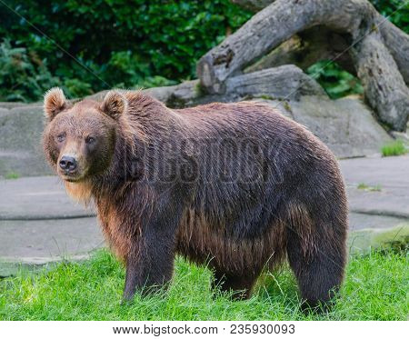 European Brown Bear In The Outdoors And Close-up