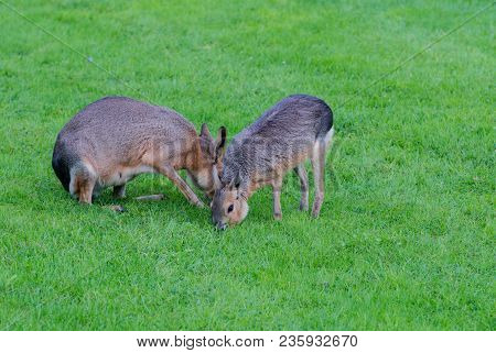 A Maras In The Wild Wild Landscape