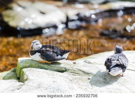 Atlantic Puffin While Resting In The Great Outdoors