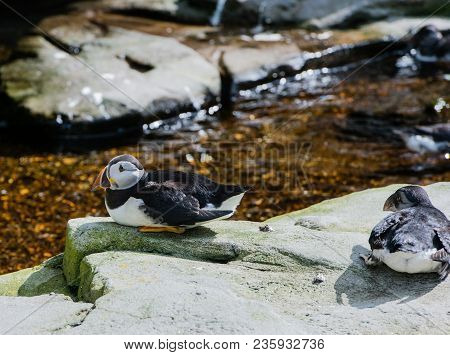 Atlantic Puffin While Resting In The Great Outdoors