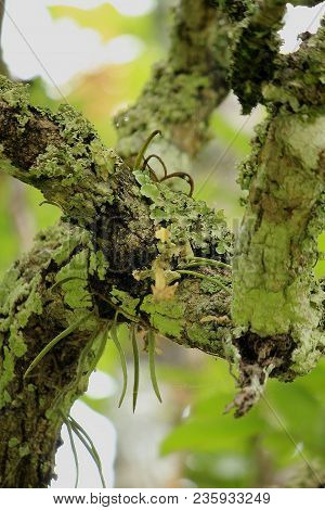 Lichen Is A Kind Of Creature From The Coexistence Of Mold.