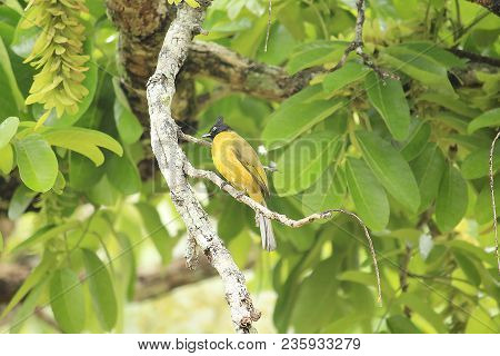 The Black-crested Bulbul (pycnonotus Flaviventris) Is A Member Of The Bulbul Family Of Passerine Bir