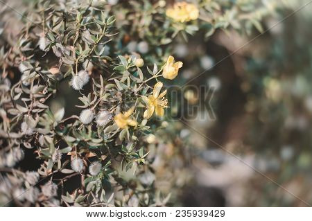Yellow Flowers Of Larrea Tridentata Also Known As Creosote Bush. Background With Exotic Yellow Flowe
