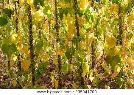Ripe Beans Grow On Bars In The Garden