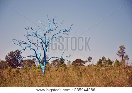 Painted Blue Dead Gum Tree In Grassy Field, Australian Botanic Garden, Mount Annan, Nsw, Australia