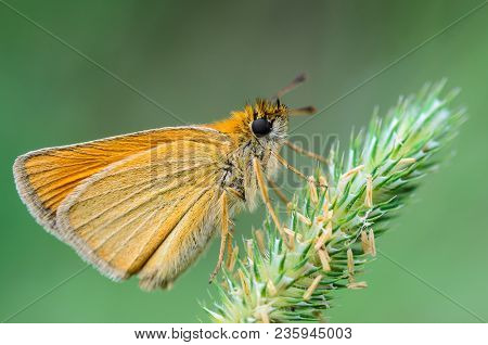 Butterfly Ochlodes Sylvanus With Yellow Folded Wings Sitting On The Ear Of Grass