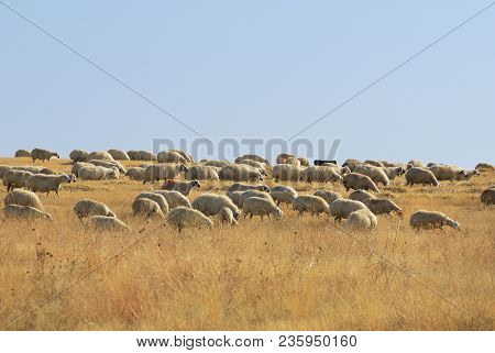 Herd Of Sheep Grazing On Pasture In Anatolia, Turkey