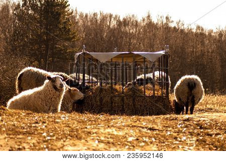 Several Sheep Eating Straw From A Cage