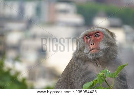 Formosan Macaque In Mountains Of Kaohsiung City, Taiwan, Also Called Macaca Cyclopis.