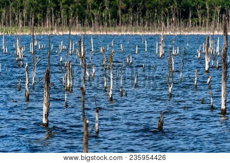 Beautiful Landscape With Several Dry Trees Growing In Lake