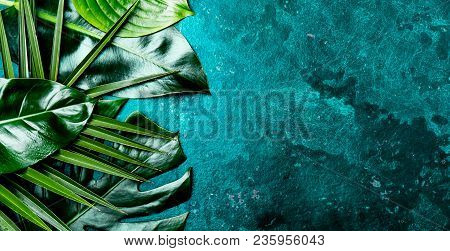 Creative Tropical Leaves Background. Trandy Tropical Leaves On Turquoise Slate Background - Color Of