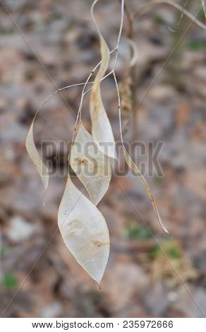 Dryflower Lunaria Rediviva In The Park In Early Spring.