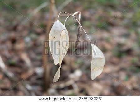Dryflower Lunaria Rediviva In The Park In Early Spring.