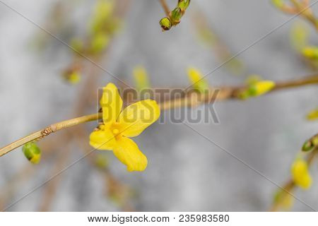 Yellow Forsythia Suspensa Spring. Flowers Bloom From Buds On The Branches.
