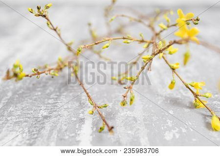 Yellow Forsythia Suspensa Spring. Flowers Bloom From Buds On The Branches.