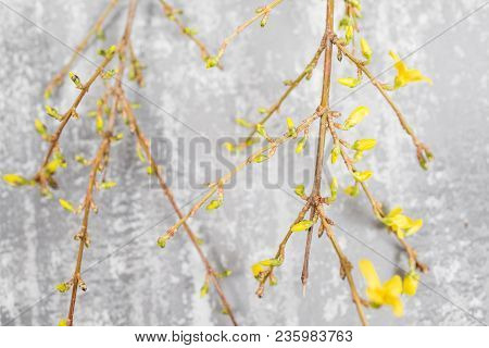 Yellow Forsythia Suspensa Spring. Flowers Bloom From Buds On The Branches.