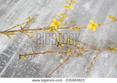 Yellow Forsythia Suspensa Spring. Flowers Bloom From Buds On The Branches.