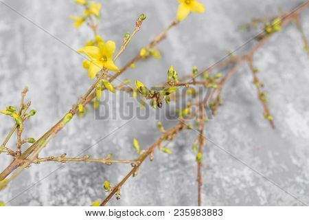 Yellow Forsythia Suspensa Spring. Flowers Bloom From Buds On The Branches.