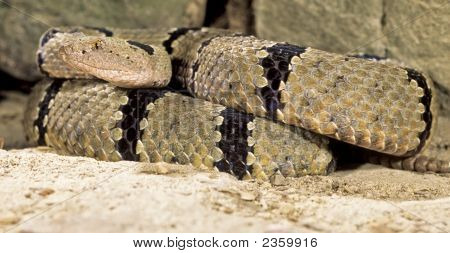 Rock bandas de serpiente cascabel