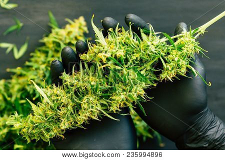 A Large Bud Of Fresh Cannabis Harvest In The Hands Of A Male Grover Concepts Of Cultivating Medical 