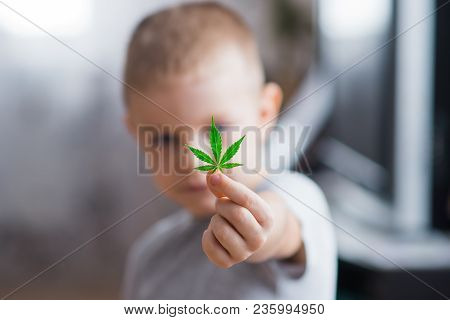 Smiling Kid Child Holding A Hemp Leaf. Concepts Of Using Marihuna For Medicinal Purposes For Childre